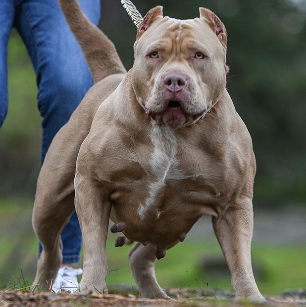 XXL Pitbull Female With Perfect Structure For Show Dog